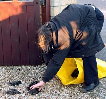 Illustration for article titled 100+ Starlings Fall Dead Out Of The Sky And Into British Woman's Yard